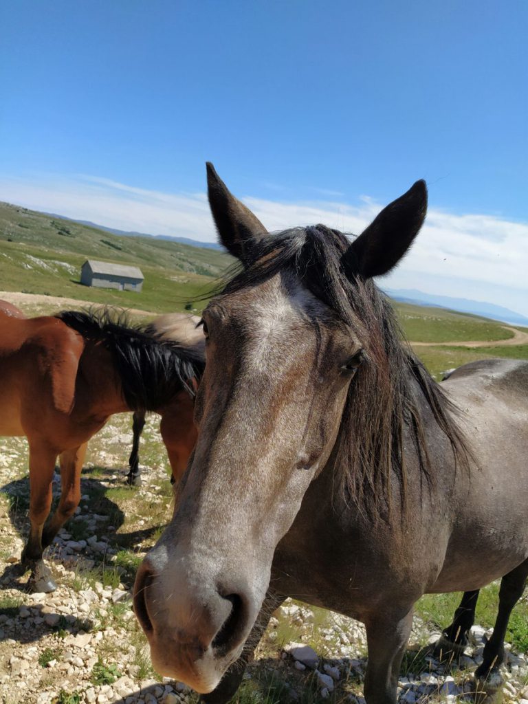 Livno i divlji konji sa Kruga