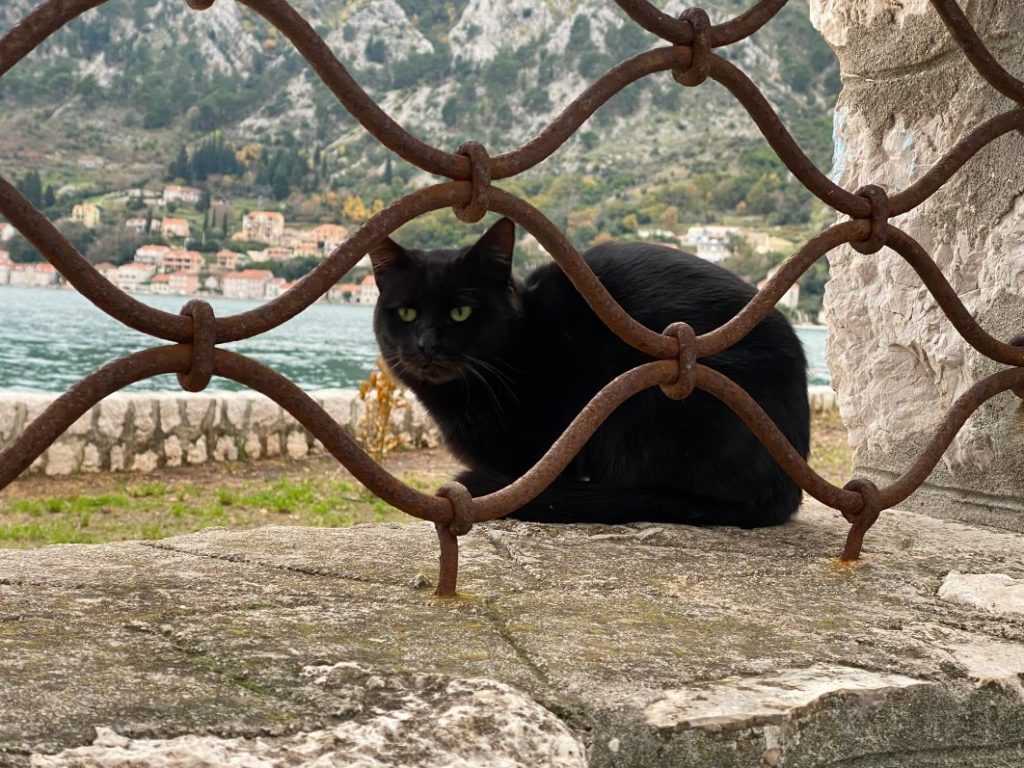 Kotorska mačka - šta vidjeti u Kotoru