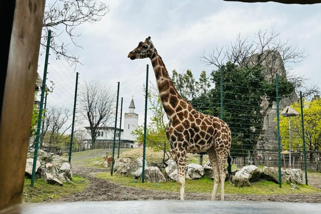 Zoo vrt - šta posjetiti u Budimpešti sa djecom