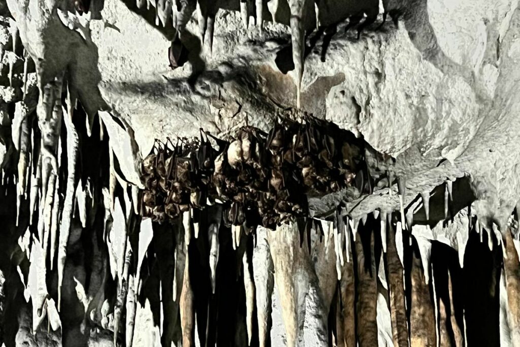 Vaganska pećina - slijepi miševi